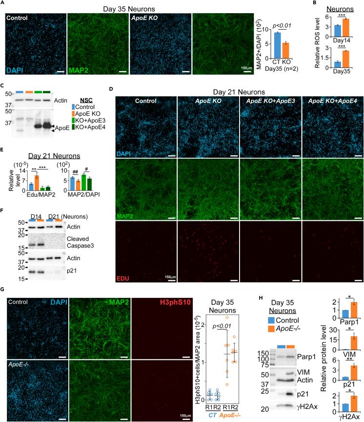 https://cdn.ncbi.nlm.nih.gov/pmc/blobs/fdb3/10909902/89512912e7db/gr2.jpg