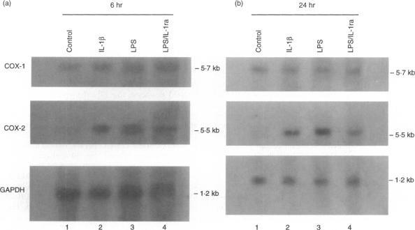https://cdn.ncbi.nlm.nih.gov/pmc/blobs/fdb4/1456547/6041f61ba322/immunology00029-0120-a.jpg