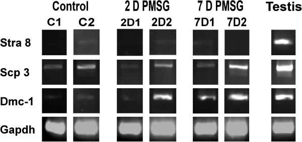 https://cdn.ncbi.nlm.nih.gov/pmc/blobs/fdb5/3616927/1c2650d6c27e/1757-2215-5-32-9.jpg