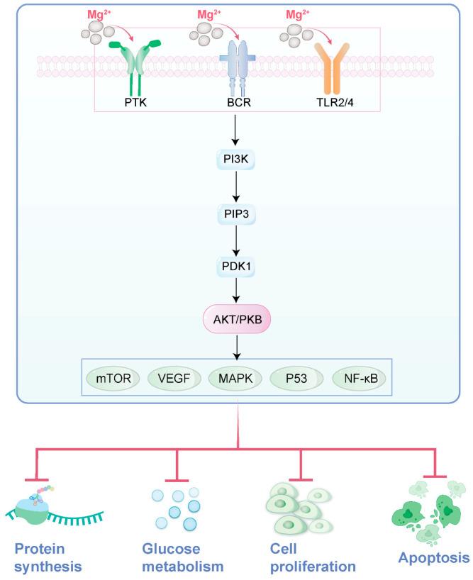 https://cdn.ncbi.nlm.nih.gov/pmc/blobs/fdb9/12111946/9b7861f9e421/jfb-16-00189-g003.jpg