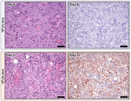https://cdn.ncbi.nlm.nih.gov/pmc/blobs/fdba/3188545/028a12622268/pone.0024832.g005.jpg
