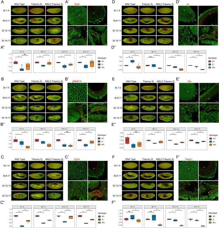 https://cdn.ncbi.nlm.nih.gov/pmc/blobs/fdc2/11759410/e638b51e9d85/elife-100144-fig1-figsupp2.jpg