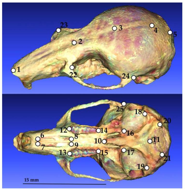https://cdn.ncbi.nlm.nih.gov/pmc/blobs/fdc4/10967399/32d3762d6240/animals-14-00830-g002.jpg
