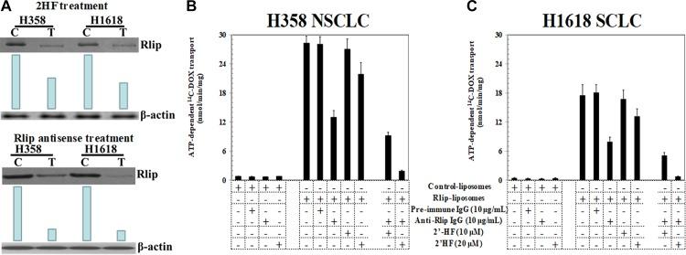 https://cdn.ncbi.nlm.nih.gov/pmc/blobs/fdc5/6281421/e2e979787b5b/oncotarget-09-36202-g003.jpg