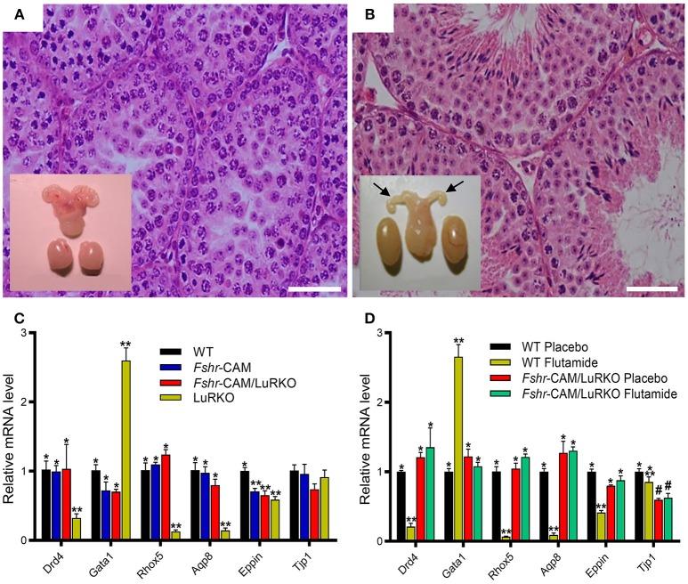 https://cdn.ncbi.nlm.nih.gov/pmc/blobs/fdc5/6302021/1131b7dd2b25/fendo-09-00763-g0003.jpg
