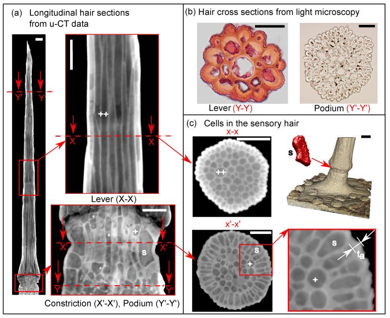 https://cdn.ncbi.nlm.nih.gov/pmc/blobs/fdc5/7795956/df28e1d32c75/ijms-22-00280-g003.jpg