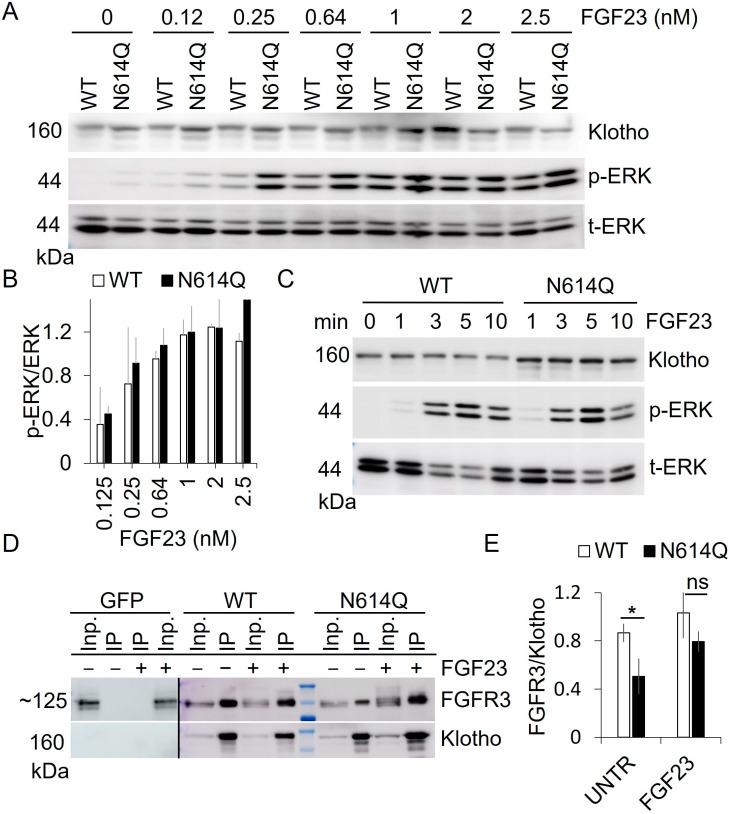 https://cdn.ncbi.nlm.nih.gov/pmc/blobs/fdc6/11506777/67e1fc9da950/cells-13-01743-g006.jpg
