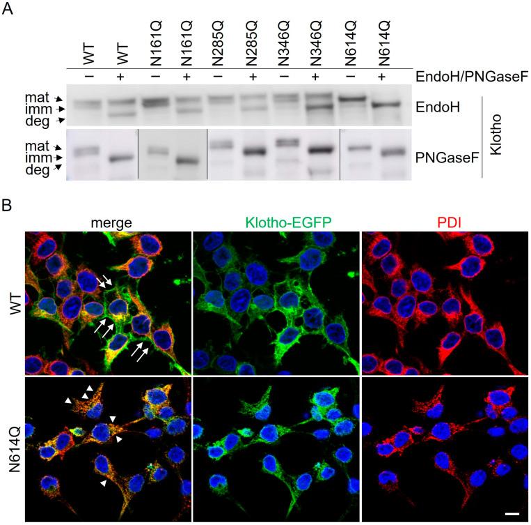 https://cdn.ncbi.nlm.nih.gov/pmc/blobs/fdc6/11506777/969f40383ff4/cells-13-01743-g003.jpg