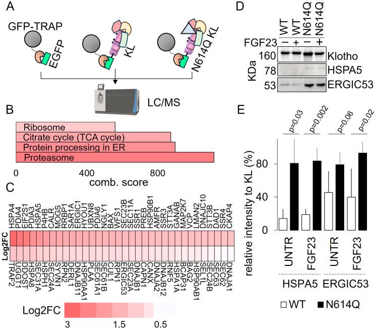 https://cdn.ncbi.nlm.nih.gov/pmc/blobs/fdc6/11506777/bdfd672b64b9/cells-13-01743-g004.jpg