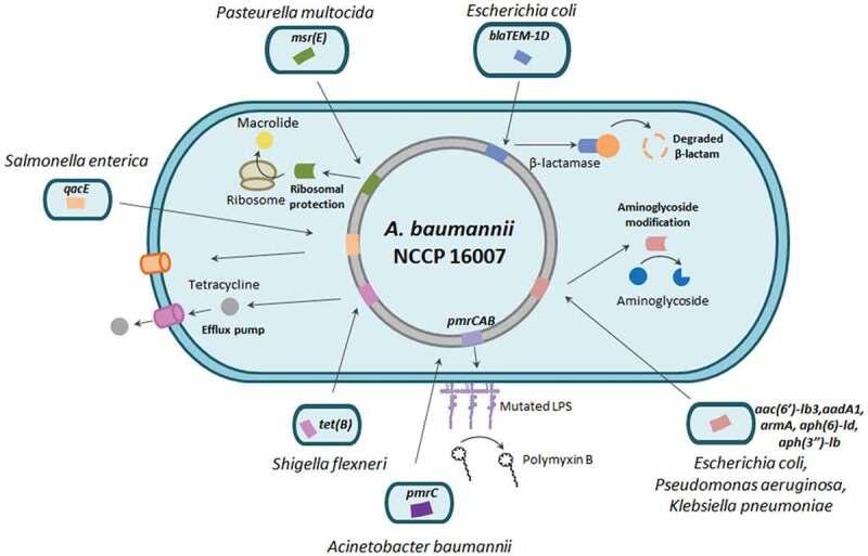 https://cdn.ncbi.nlm.nih.gov/pmc/blobs/fdc6/7781626/b44b4238ff82/KVIR_A_1867421_F0006_OC.jpg