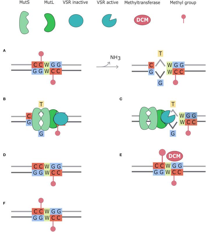 https://cdn.ncbi.nlm.nih.gov/pmc/blobs/fdc9/9520237/4db36d1eb235/fmicb-13-957901-g0006.jpg