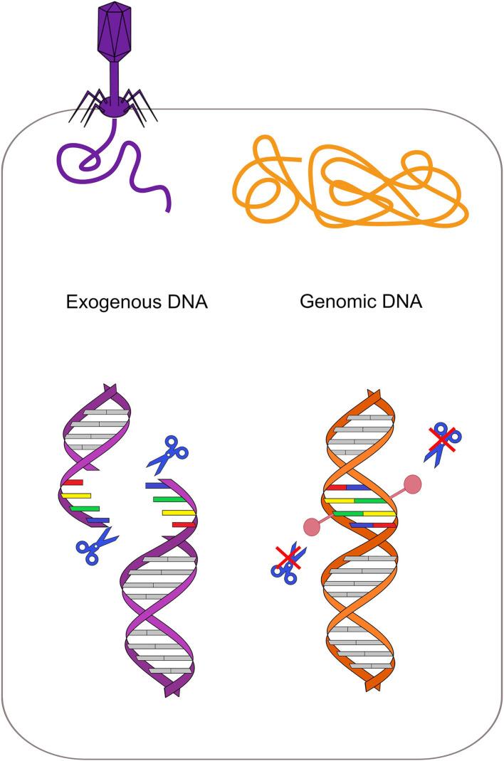 https://cdn.ncbi.nlm.nih.gov/pmc/blobs/fdc9/9520237/c10b4c9e11a0/fmicb-13-957901-g0002.jpg