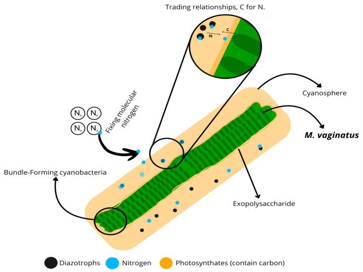 https://cdn.ncbi.nlm.nih.gov/pmc/blobs/fdca/12298163/2b727ee7e30a/microorganisms-13-01468-g002.jpg