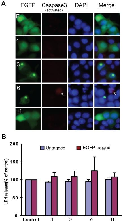 https://cdn.ncbi.nlm.nih.gov/pmc/blobs/fdca/3013128/46c37aa0f0ed/pone.0015878.g004.jpg