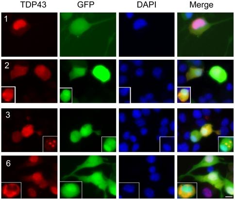 https://cdn.ncbi.nlm.nih.gov/pmc/blobs/fdca/3013128/d6366efc3a4b/pone.0015878.g012.jpg