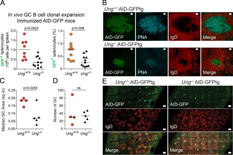 https://cdn.ncbi.nlm.nih.gov/pmc/blobs/fdce/5068241/43d4e17856c8/JEM_20160635_Fig5.jpg