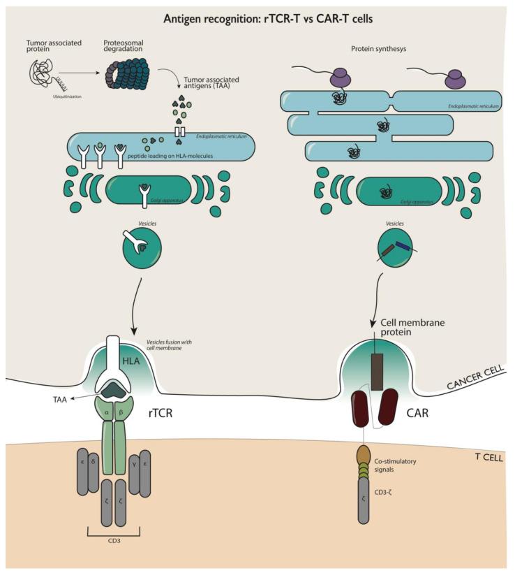 https://cdn.ncbi.nlm.nih.gov/pmc/blobs/fdd0/7761868/b7dc2d3294a7/vaccines-08-00733-g001.jpg