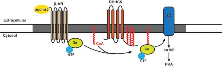 https://cdn.ncbi.nlm.nih.gov/pmc/blobs/fdd3/8107437/06779f57e1f9/fmolb-08-656440-g002.jpg
