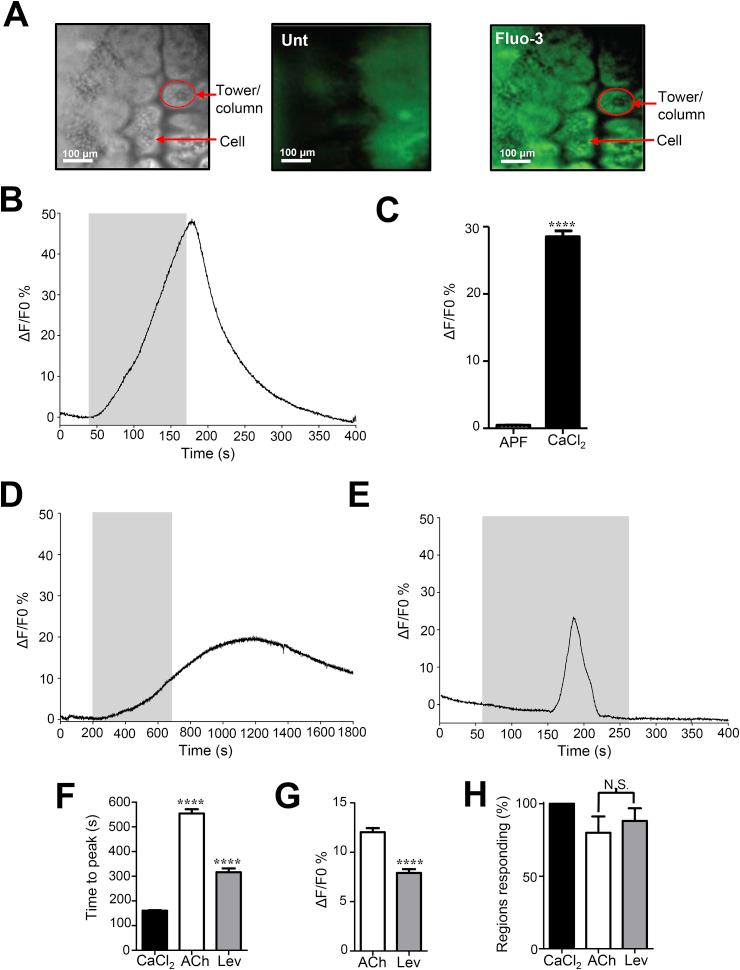 https://cdn.ncbi.nlm.nih.gov/pmc/blobs/fdd4/7256660/84155ebf0b33/gr6.jpg