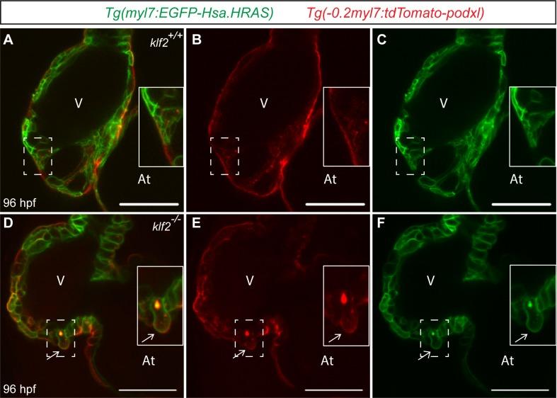https://cdn.ncbi.nlm.nih.gov/pmc/blobs/fdd6/6329608/0f8213c98029/elife-38889-fig3-figsupp2.jpg