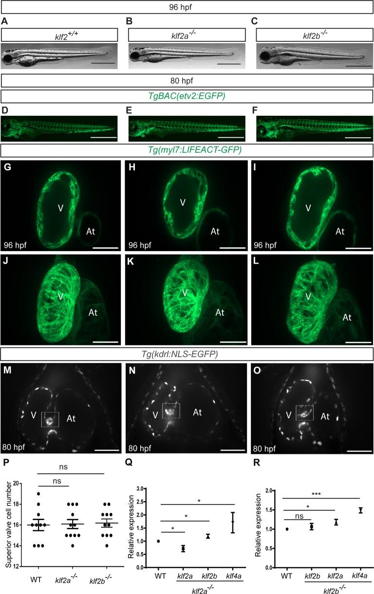 https://cdn.ncbi.nlm.nih.gov/pmc/blobs/fdd6/6329608/3cd73697388f/elife-38889-fig1-figsupp2.jpg