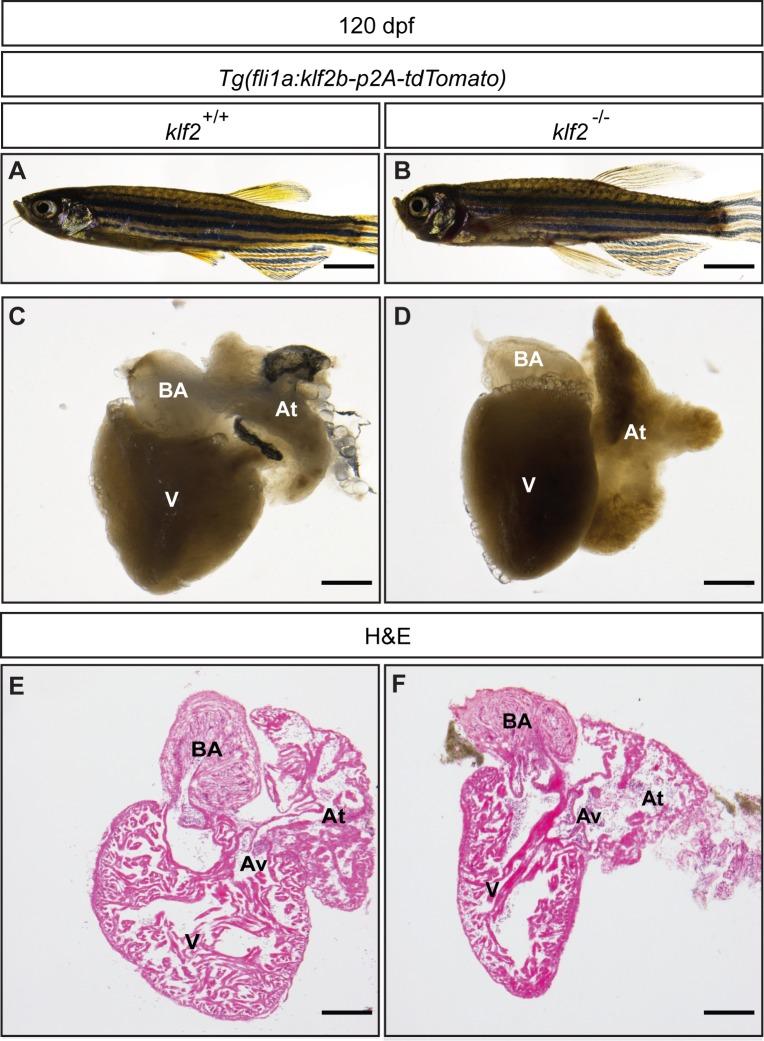 https://cdn.ncbi.nlm.nih.gov/pmc/blobs/fdd6/6329608/78a554bc5c68/elife-38889-fig5-figsupp4.jpg
