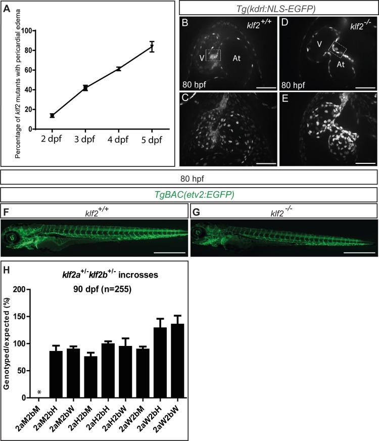 https://cdn.ncbi.nlm.nih.gov/pmc/blobs/fdd6/6329608/bc34cd5127e7/elife-38889-fig1-figsupp3.jpg