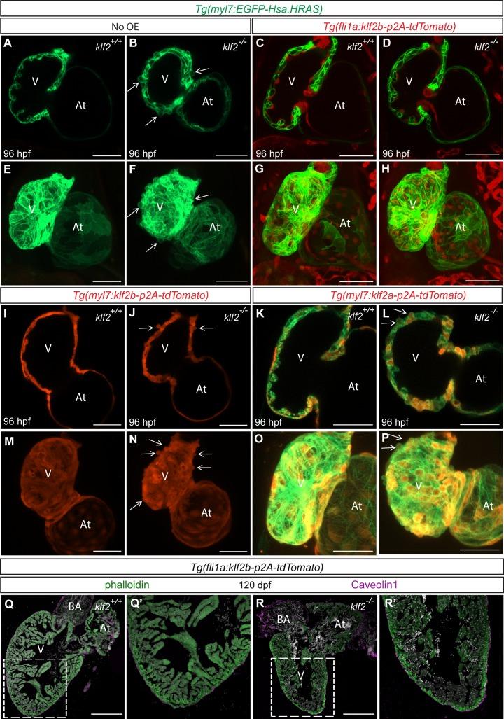 https://cdn.ncbi.nlm.nih.gov/pmc/blobs/fdd6/6329608/d470b88a6848/elife-38889-fig5.jpg