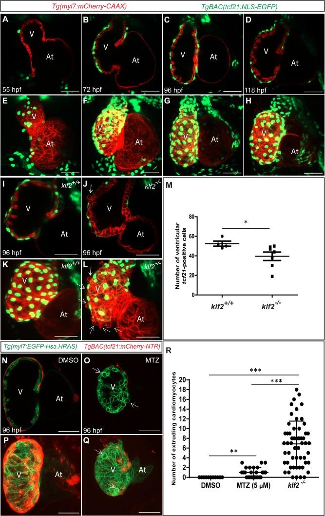https://cdn.ncbi.nlm.nih.gov/pmc/blobs/fdd6/6329608/ded6118115b2/elife-38889-fig3-figsupp4.jpg