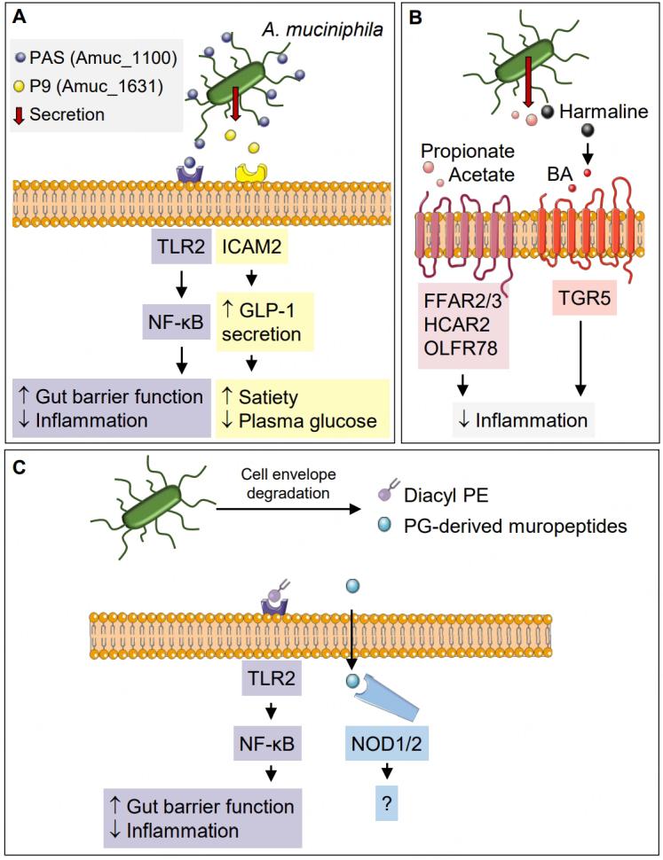 https://cdn.ncbi.nlm.nih.gov/pmc/blobs/fdd9/10688800/683c7d210b5f/mrr-2-1-6.fig.2.jpg