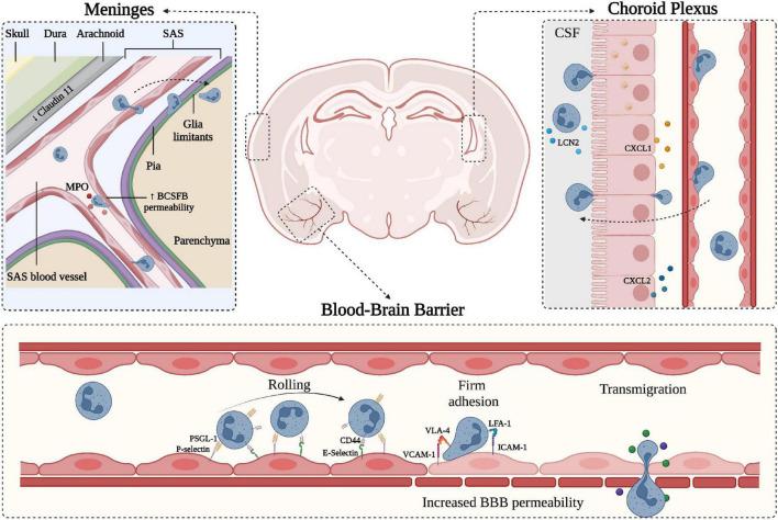 https://cdn.ncbi.nlm.nih.gov/pmc/blobs/fddf/9404376/d1d50809f846/fnagi-14-965169-g001.jpg