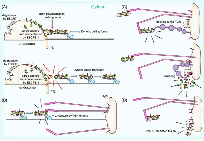 https://cdn.ncbi.nlm.nih.gov/pmc/blobs/fde0/10768393/45ff33d6cc36/TRA-24-234-g002.jpg