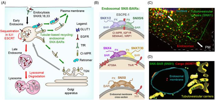 https://cdn.ncbi.nlm.nih.gov/pmc/blobs/fde0/10768393/95cabd7f2ec8/TRA-24-234-g003.jpg