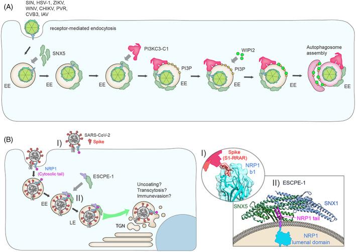 https://cdn.ncbi.nlm.nih.gov/pmc/blobs/fde0/10768393/9601732d19c1/TRA-24-234-g005.jpg