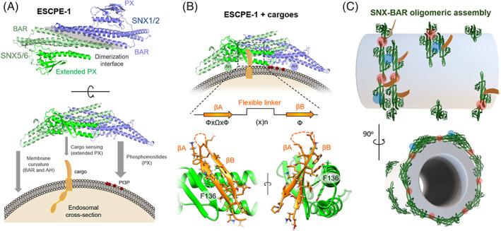 https://cdn.ncbi.nlm.nih.gov/pmc/blobs/fde0/10768393/bf5fe27dbd10/TRA-24-234-g004.jpg