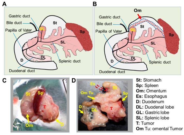 https://cdn.ncbi.nlm.nih.gov/pmc/blobs/fde3/11171605/5db1738e1a12/ijms-25-05619-g006.jpg