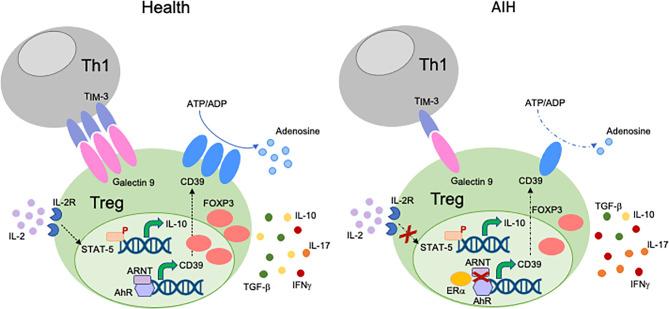 https://cdn.ncbi.nlm.nih.gov/pmc/blobs/fde3/8510512/dfba34277108/fimmu-12-746436-g001.jpg