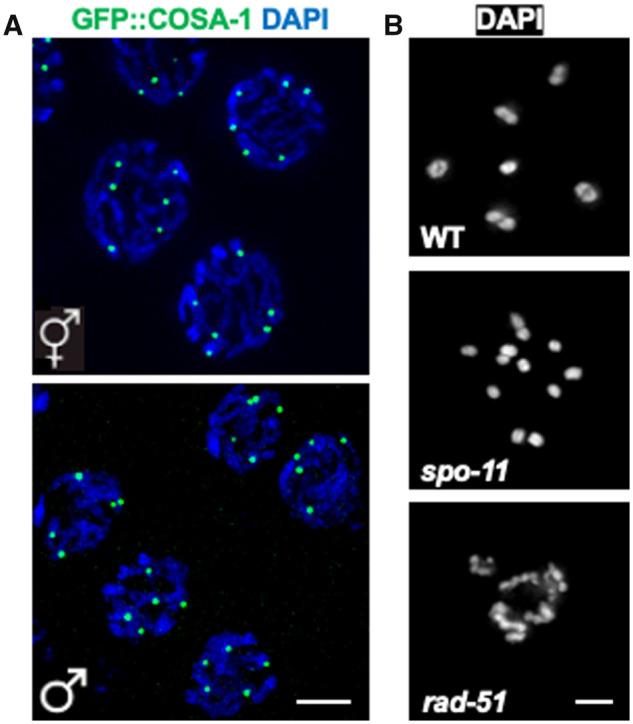 https://cdn.ncbi.nlm.nih.gov/pmc/blobs/fde3/9097270/5f8e022815fd/iyab178f5.jpg