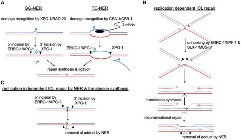 https://cdn.ncbi.nlm.nih.gov/pmc/blobs/fde3/9097270/7d5e6b22e314/iyab178f1.jpg