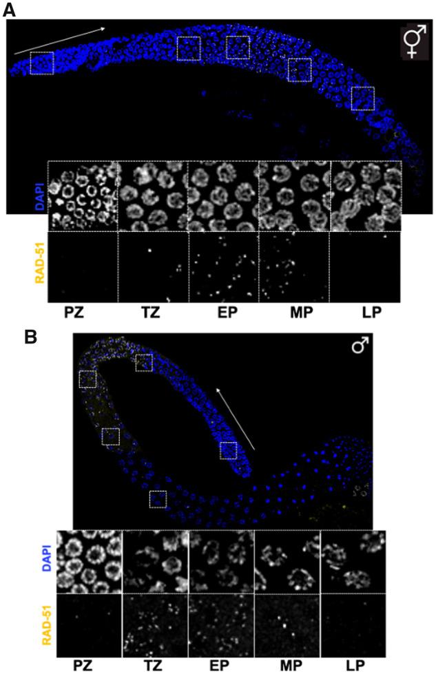https://cdn.ncbi.nlm.nih.gov/pmc/blobs/fde3/9097270/8cf95ca83c29/iyab178f4.jpg