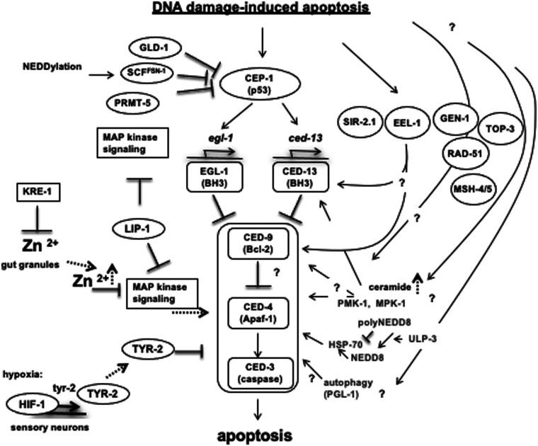 https://cdn.ncbi.nlm.nih.gov/pmc/blobs/fde3/9097270/a74fe176c4e6/iyab178f6.jpg