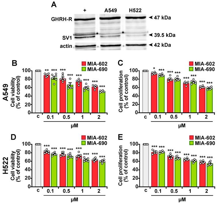 https://cdn.ncbi.nlm.nih.gov/pmc/blobs/fde4/11990011/4eb41f32d8fb/ijms-26-03267-g001.jpg
