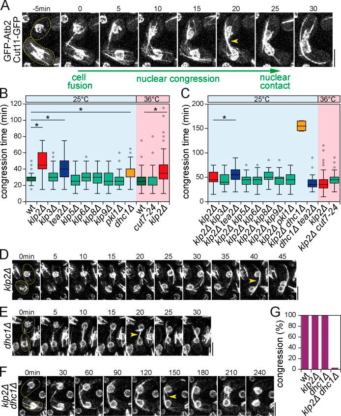 https://cdn.ncbi.nlm.nih.gov/pmc/blobs/fde6/4395489/03dc1469d7fe/JCB_201409087_Fig1.jpg