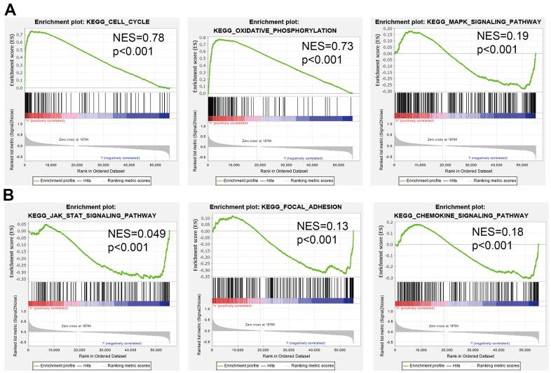 https://cdn.ncbi.nlm.nih.gov/pmc/blobs/fde7/9596207/df22a3ca1611/aging-14-204308-g007.jpg