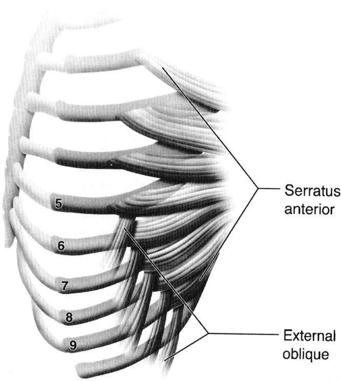 https://cdn.ncbi.nlm.nih.gov/pmc/blobs/fdee/3435926/609a9e5c8931/10.1177_1941738112442484-fig14.jpg