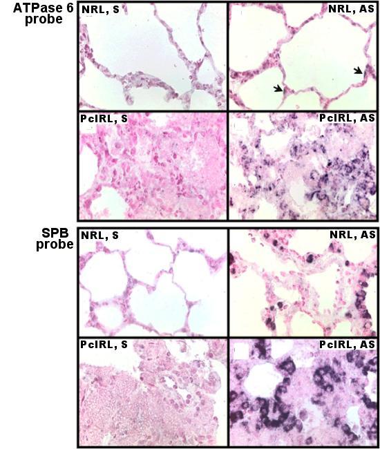 https://cdn.ncbi.nlm.nih.gov/pmc/blobs/fdef/34520/1415c1c27c74/1471-2180-1-8-3.jpg