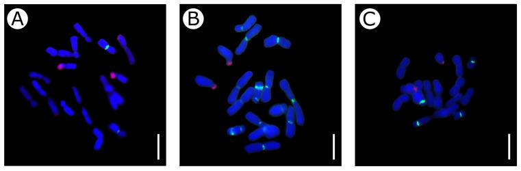 https://cdn.ncbi.nlm.nih.gov/pmc/blobs/fdf0/10780877/20bc16a49a7b/plants-13-00047-g005.jpg