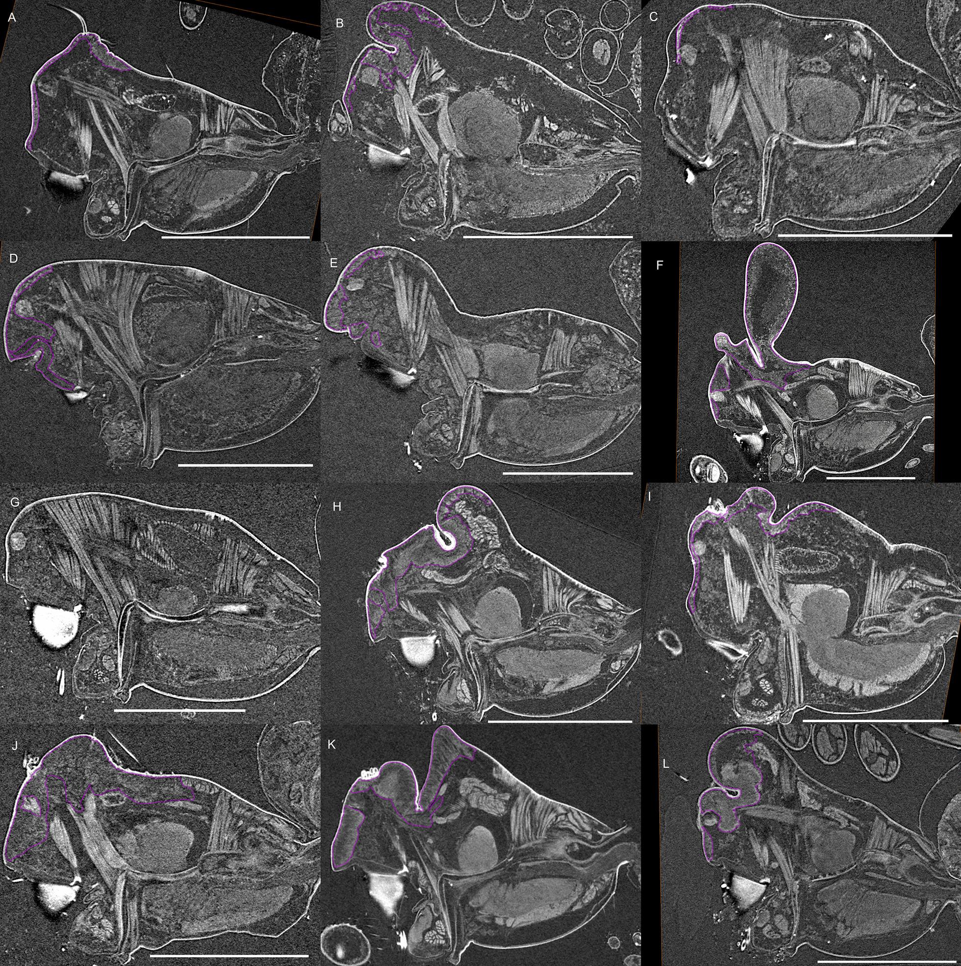 https://cdn.ncbi.nlm.nih.gov/pmc/blobs/fe06/8480068/41974726c235/12983_2021_435_Fig6_HTML.jpg