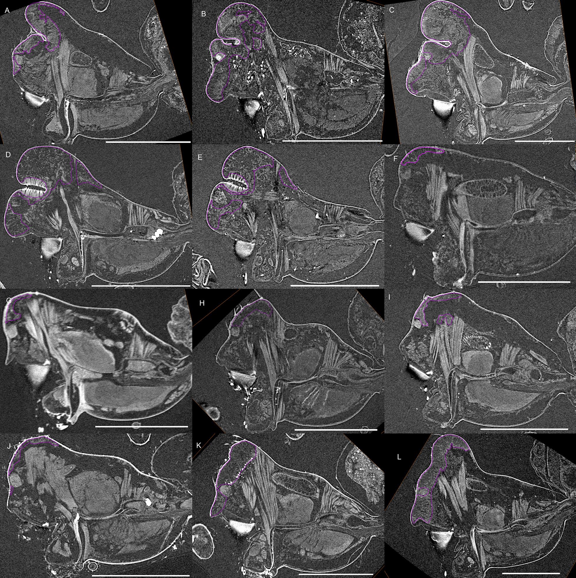 https://cdn.ncbi.nlm.nih.gov/pmc/blobs/fe06/8480068/592dc472d0b2/12983_2021_435_Fig7_HTML.jpg