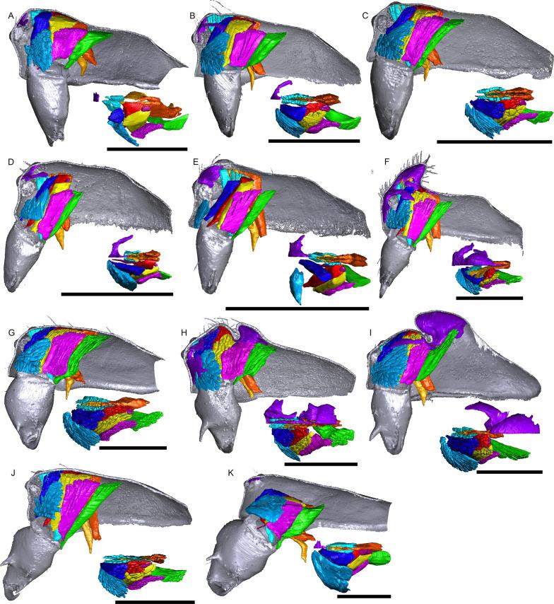 https://cdn.ncbi.nlm.nih.gov/pmc/blobs/fe06/8480068/6a32cfa0605b/12983_2021_435_Fig15_HTML.jpg